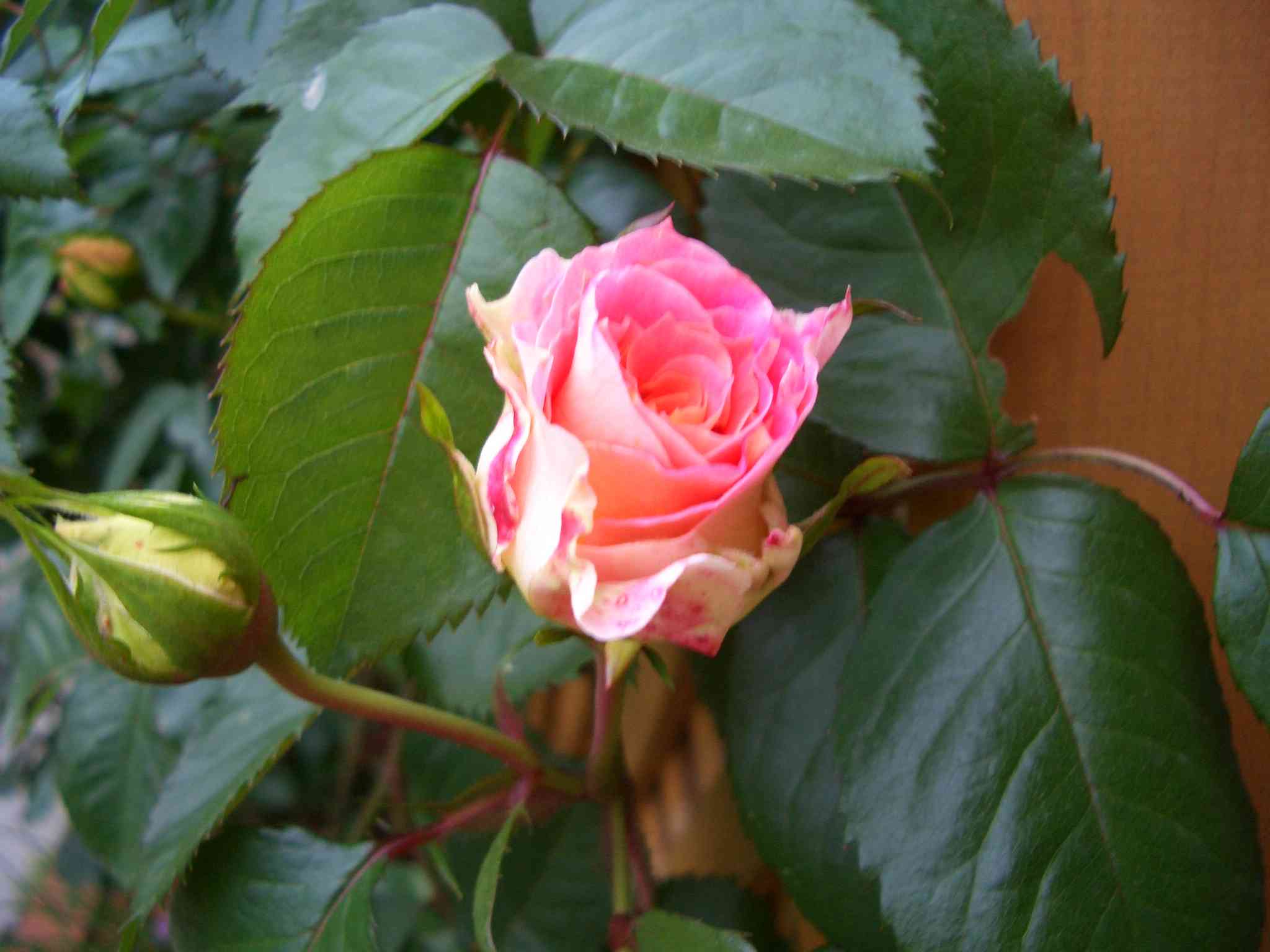 006CIMG5643.JPG