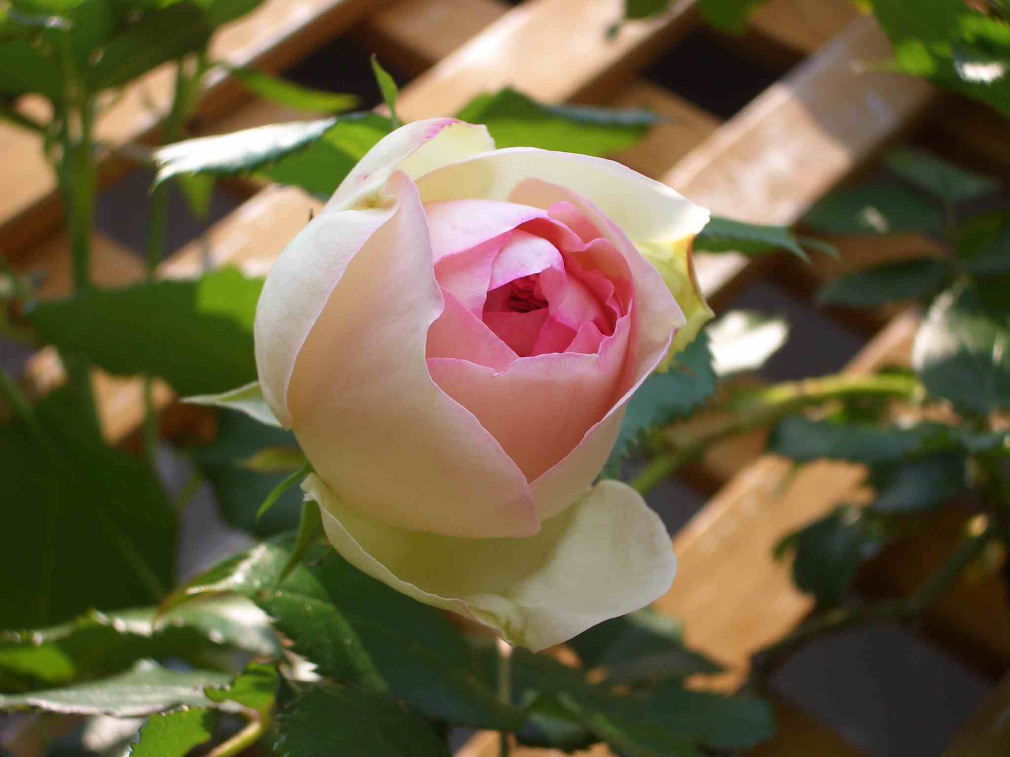 008CIMG5863.JPG