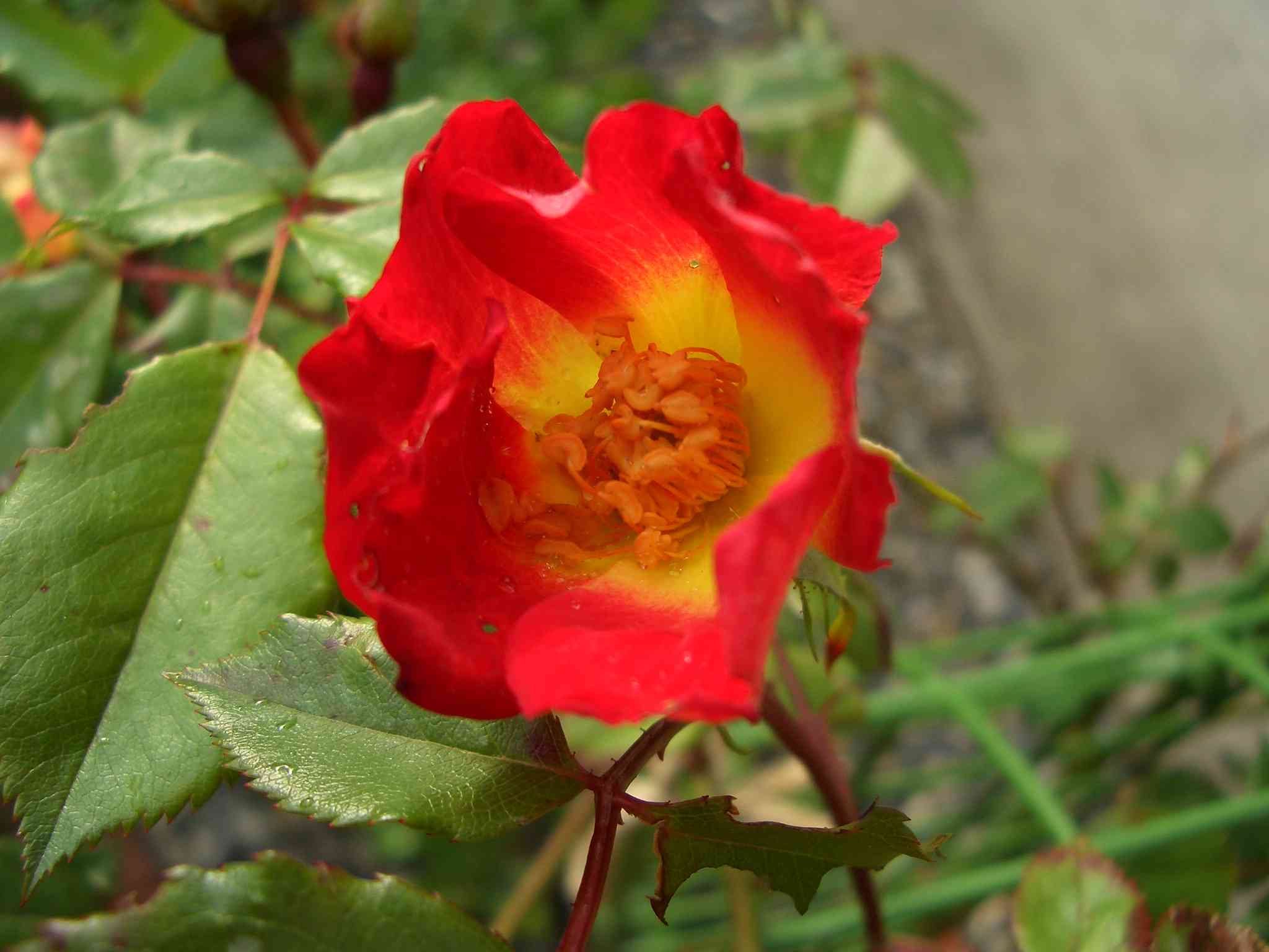 009CIMG5493.JPG