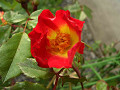 009CIMG5493_thumb.jpg