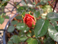 010CIMG5496_thumb.jpg