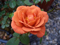 011CIMG5675_thumb.jpg