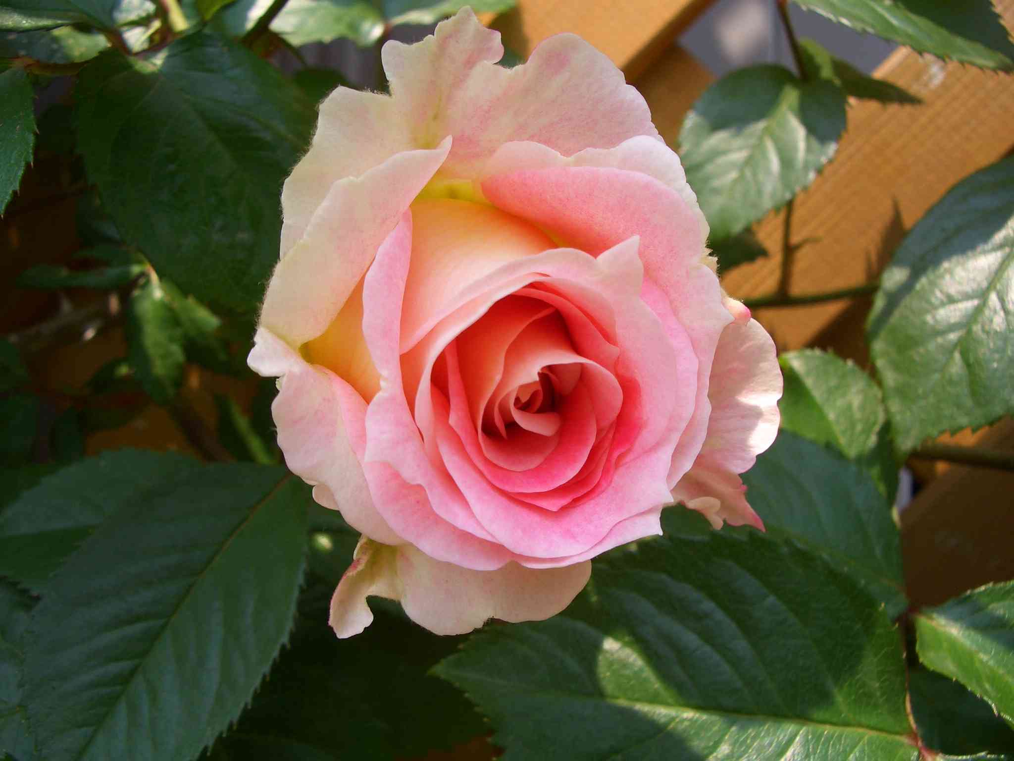 CIMG5848_s.JPG