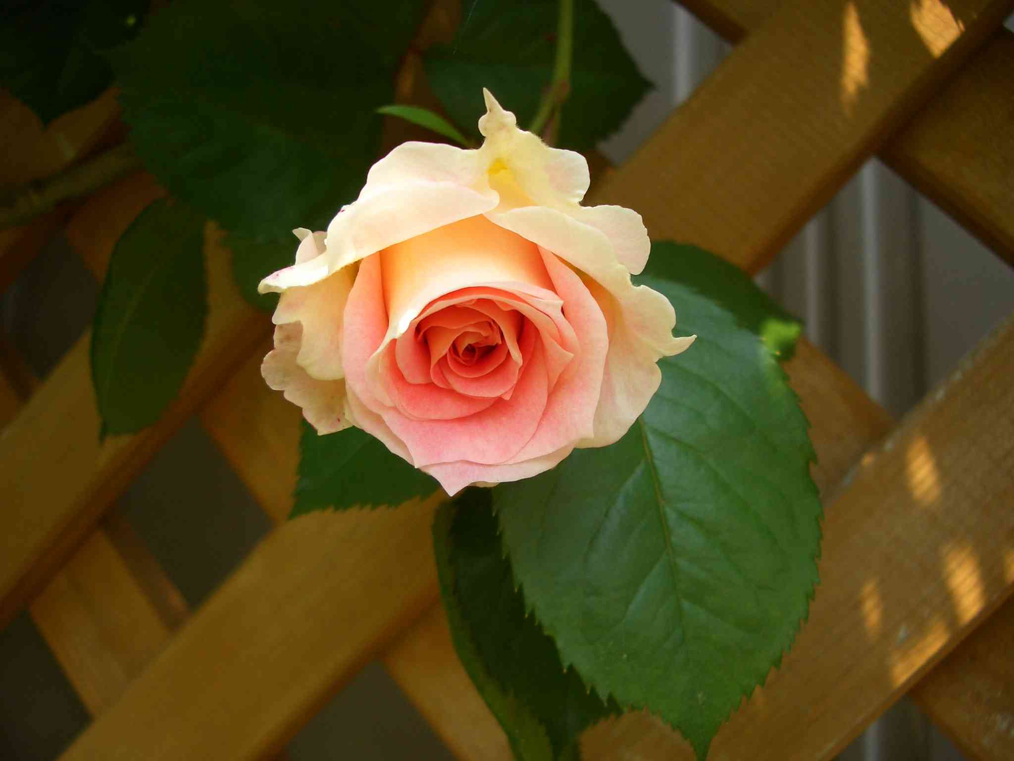 CIMG5853_s.JPG