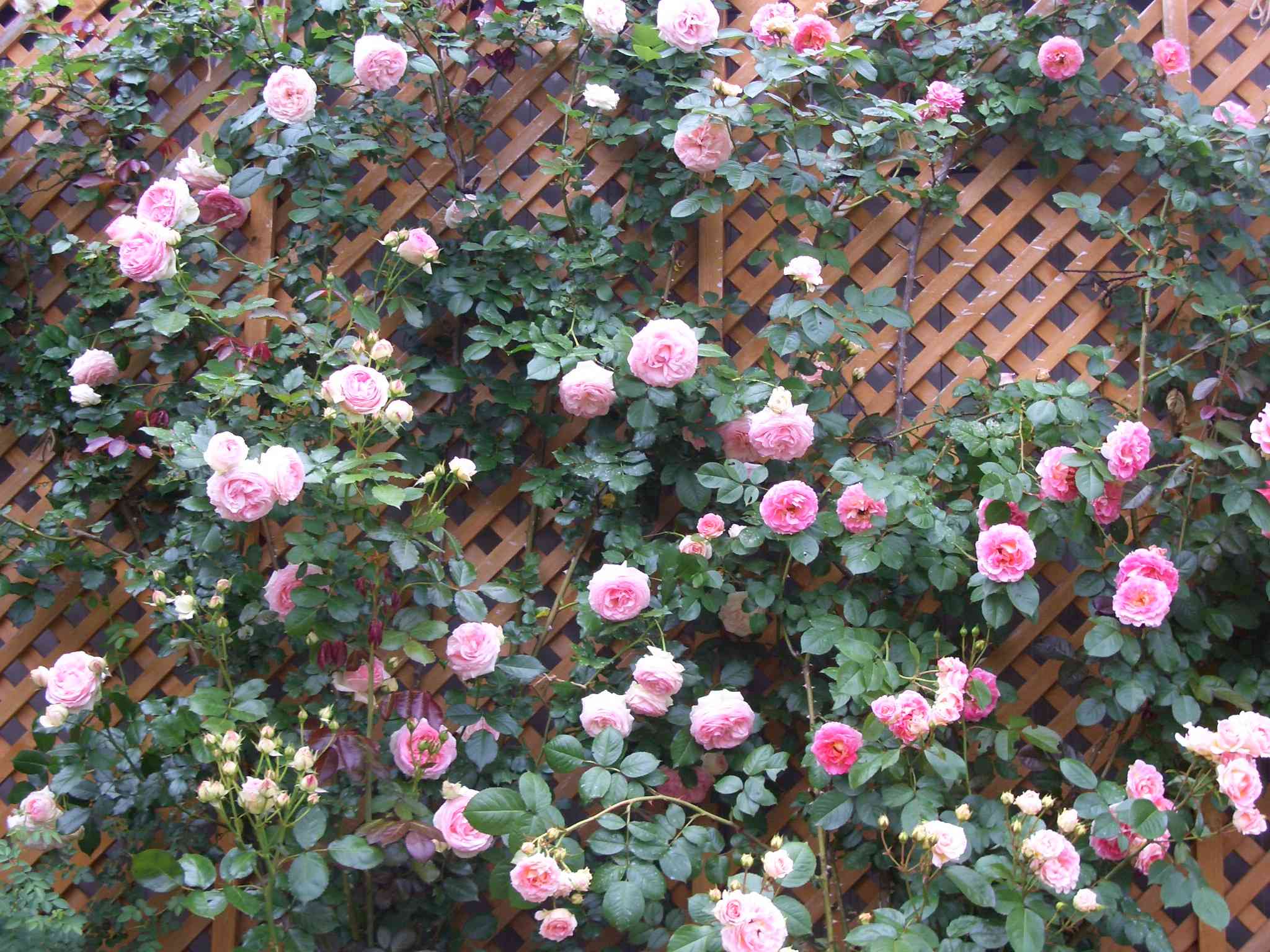 CIMG6209_s.JPG