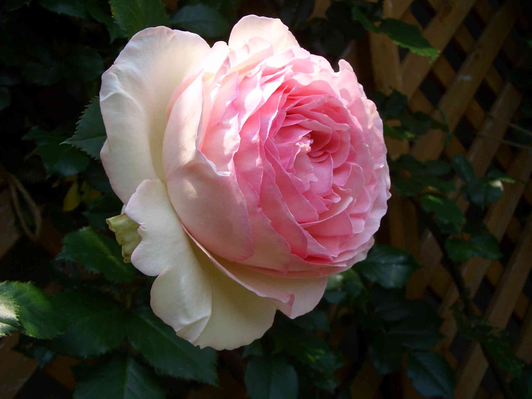 CIMG5937_s.JPG