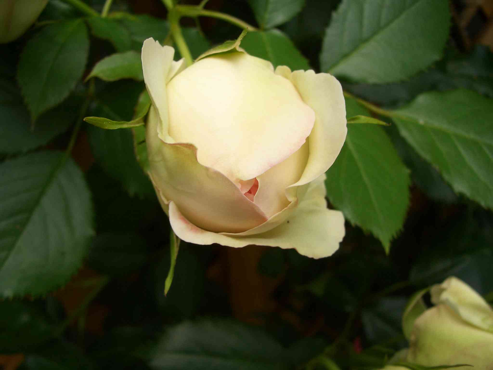 CIMG5985_s.JPG