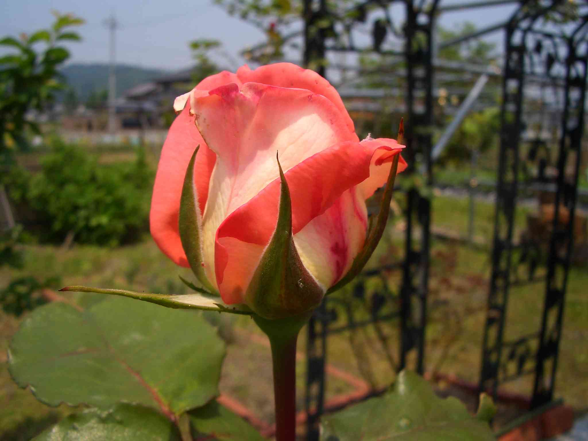 CIMG5878_s.JPG