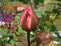 CIMG5879_s_thumb.jpg
