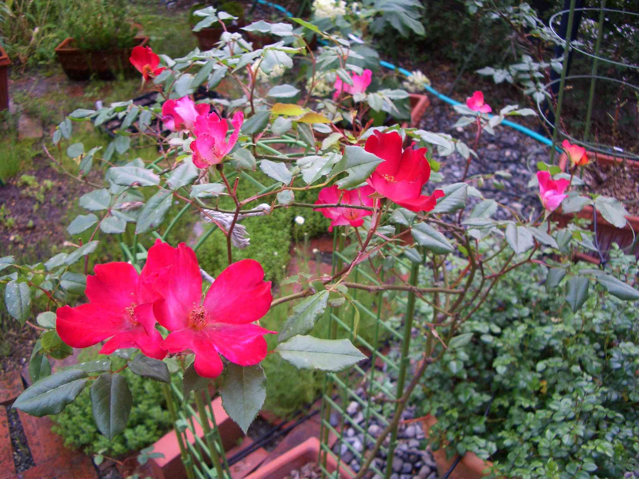 CIMG5964_s.JPG