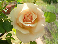 CIMG6043_s_thumb.jpg