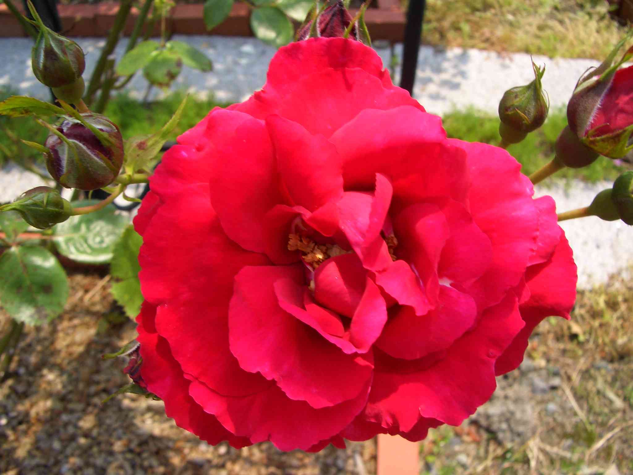 CIMG6073_s.JPG