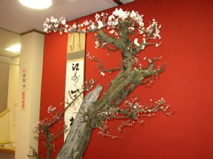 長浜盆梅
