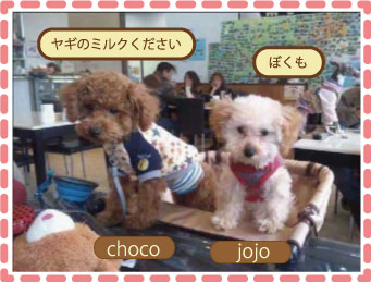 いらっしゃいませ! チョコです。 友達のジョジョとドッグカフェでお茶しました。 チョコとジョジョ