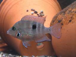 ファイヤーマウス幼魚(体長約6cm)