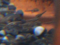 サルビニーシクリッドの稚魚(孵化後9日目)