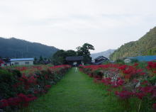 彼岸花