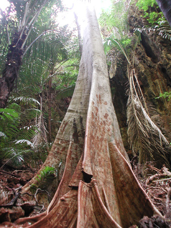 A STRANGE TREE