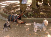 �r�[�l�ƃ���