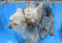 �������ȃr�[�l���Ƃi�N���̎ʐ^