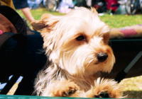 �r�[�l�̎ʐ^