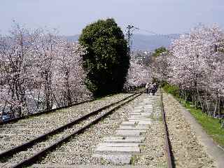 インクラインと桜