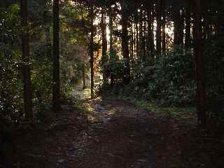三井寺の裏山道