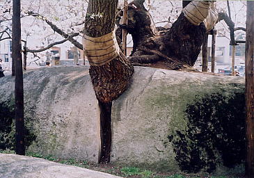 �U�A�@�Ί����i������肴����j
