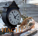 HACHI 񑩂̌
