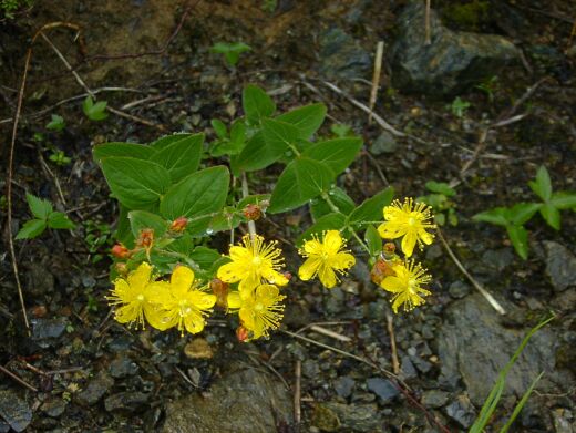 otogili