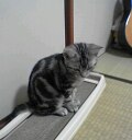 チョッパーくんです
