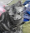 チョッパーくんです