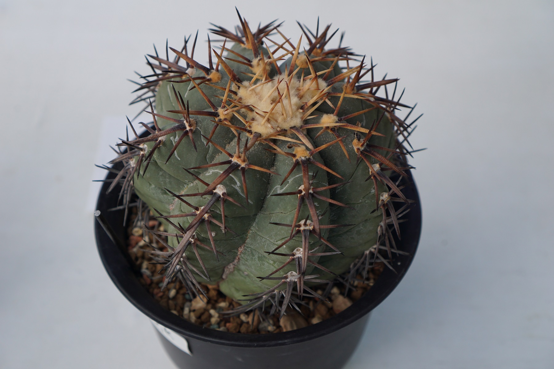 サボテン エキノカクタス 黒刺太平丸 サボテン：エキノカクタス 太平丸 ツギ*幅10.5cm 現品！一品限り ※傷