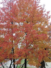 フウの紅葉写真