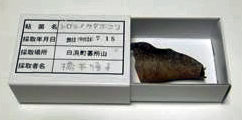 順子の標本写真