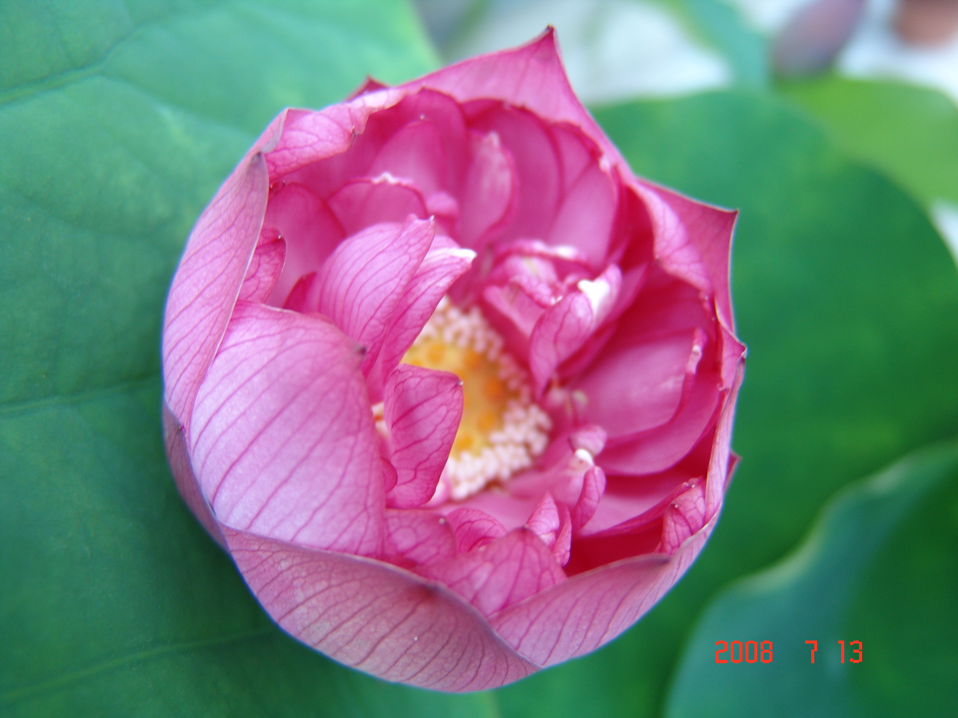 Dscf0013�@�i���P�P�j