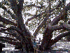 Lahaina Banyan Tree