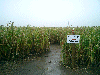 Corn Maze 1