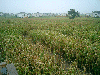 Corn Maze 2