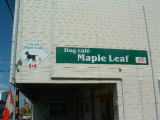 Maple Leaf̊O