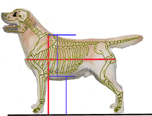 ラブラドール ブリードスタンダードや基本情報