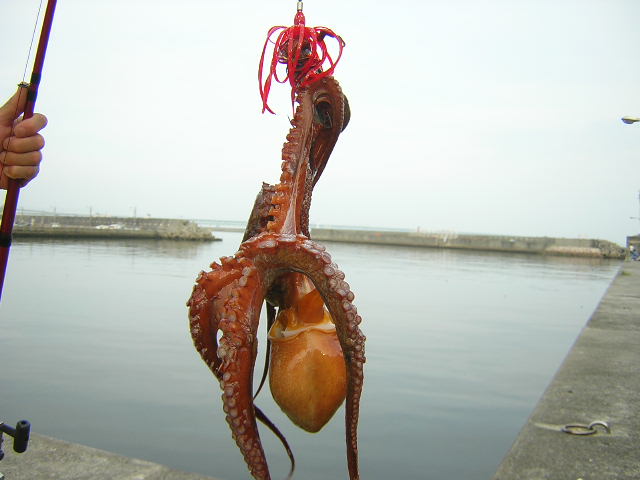 tako1