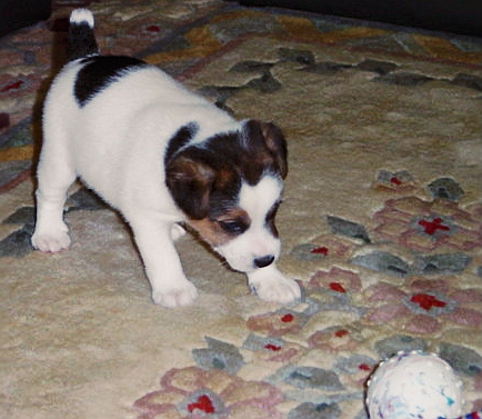 �f�C���B�b�h