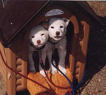 �Ԃ����Ⴂ���ȌZ��