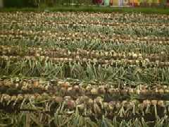 �������ʔK