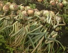 �t�𗎂Ƃ����ʔK