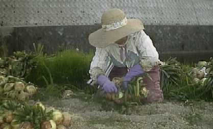 �ʔK��������