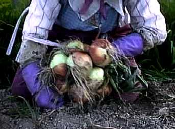 �ʔK�������