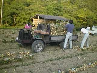 �ʔK���^��