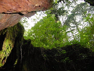 Wilson���̒�